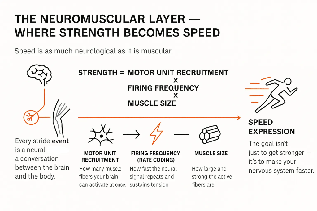 Infographic titled 'The Neuromuscular Layer — Where Strength Becomes Speed' showing a brain-to-muscle diagram and the equation 'Strength = motor unit recruitment × firing frequency × muscle size' with icons and brief definitions for each factor and an arrow leading to a running figure labeled 'Speed Expression'.