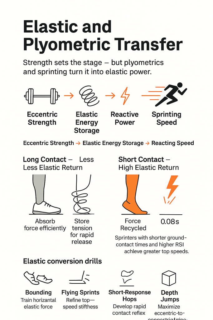 Infographic titled 'Elastic and Plyometric Transfer' illustrating a flow from eccentric strength (barbell) to elastic energy storage (spring) to reactive power (lightning) to sprinting speed, contrasting long ground contact (foot absorbs force, stores tension) with short contact (force recycled, high elastic return, ~0.08s), and listing elastic conversion drills: bounding, flying sprints, short-response hops, and depth jumps.