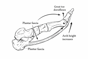 Foot bones and plantar fascia illustrating the windlass: great toe dorsiflexion tightens the fascia and raises the arch.
