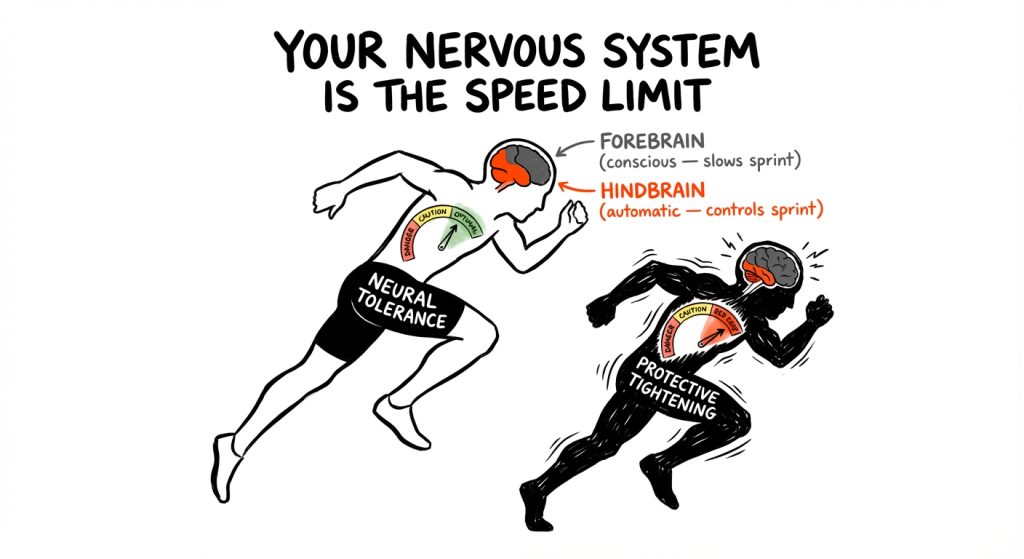 Two runners illustrating nervous system control: a light one labeled "Neural Tolerance" with forebrain/hindbrain, and a dark one labeled "Protective Tightening."