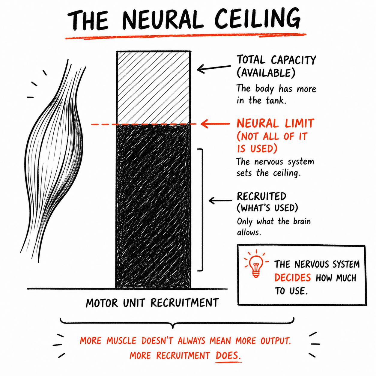 Illustration titled "The Neural Ceiling" showing a tall bar chart of motor unit recruitment with a shaded lower "recruited" section, a dashed red line marking the higher "neural limit" and an empty hatched top labeled "total capacity"; side notes explain the nervous system sets the ceiling and decides how much is used, plus a muscle sketch at left.